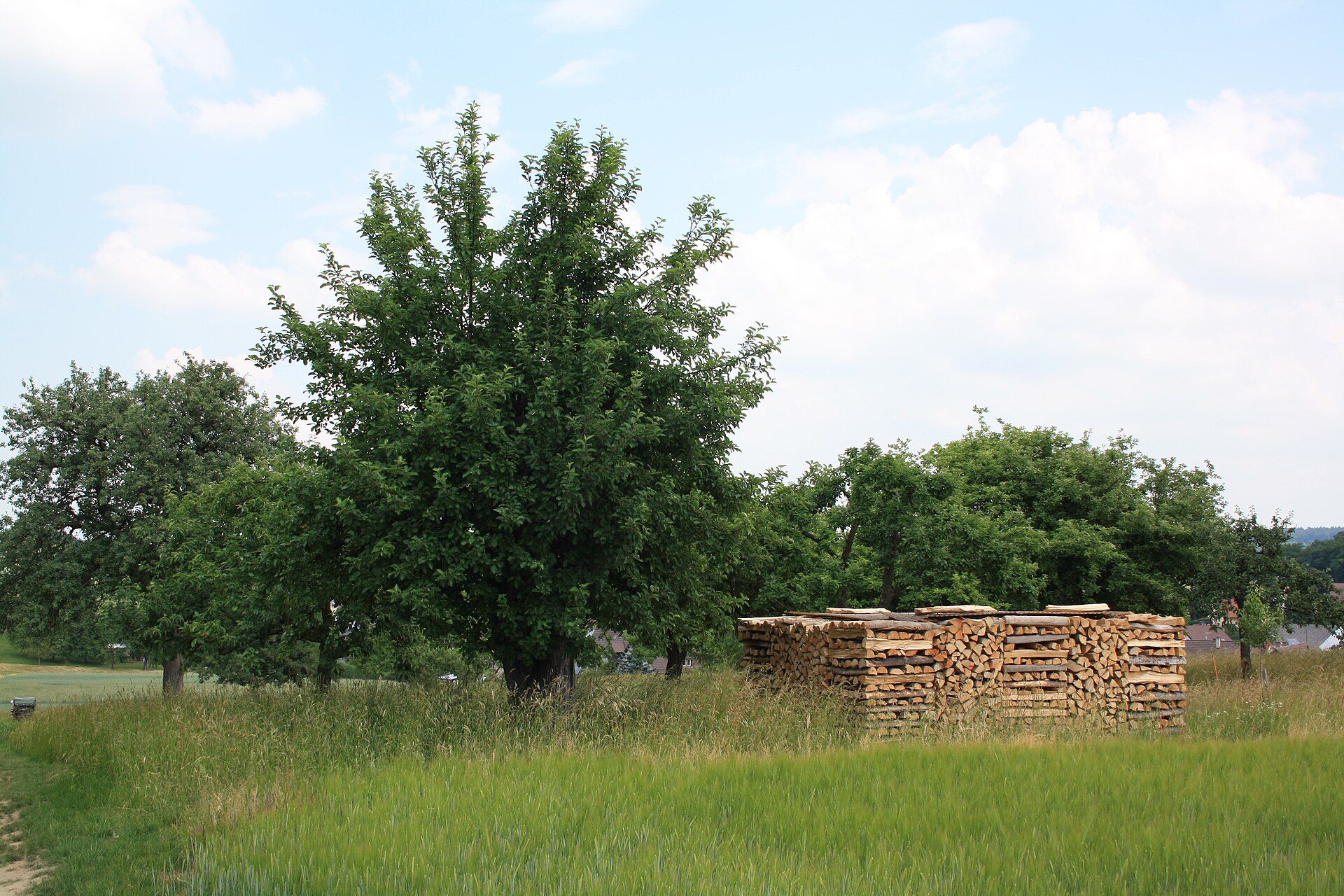 Streuobstwiese mit Holzstapel im Kraichgau bei Neibsheim